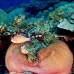 anemonefish_pink_jr_v_0705_png0451.jpg